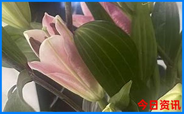 2025芳草地新澳门网站真假